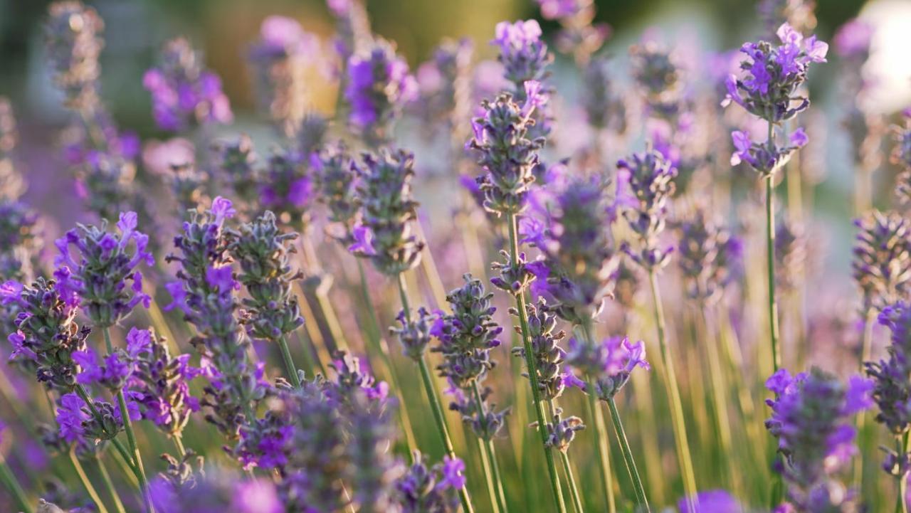 Lavanda Apartments & Room Sveti Lovreč Pazenatički Eksteriør billede